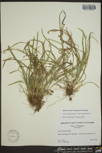 Carex cumberlandensis image