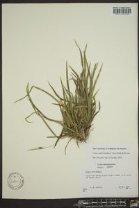 Carex cumberlandensis image