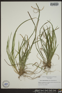 Carex cumberlandensis image