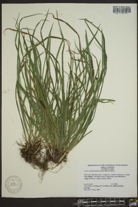 Carex cumberlandensis image