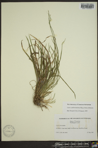 Carex cumberlandensis image