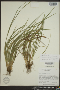 Carex cumberlandensis image