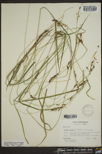 Carex cumberlandensis image