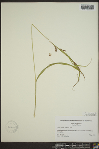 Carex cumberlandensis image