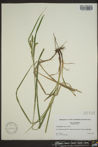 Carex cumberlandensis image