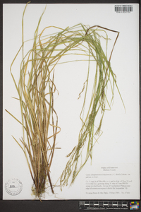 Carex debilis var. rudgei image