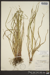 Carex debilis var. rudgei image