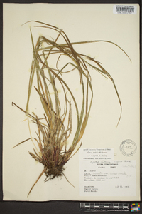 Carex debilis var. rudgei image