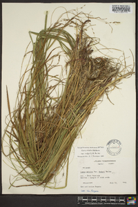 Carex debilis var. rudgei image