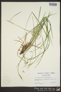 Carex debilis var. rudgei image