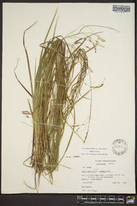 Carex debilis var. rudgei image