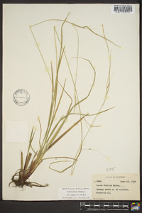 Carex debilis var. rudgei image
