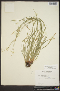 Carex debilis var. rudgei image