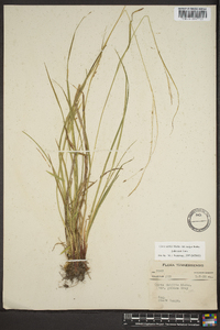 Carex debilis var. rudgei image