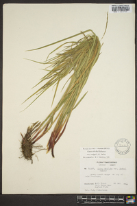 Carex debilis var. rudgei image