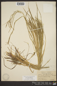 Carex debilis var. rudgei image