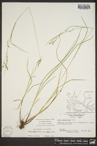 Carex debilis var. rudgei image
