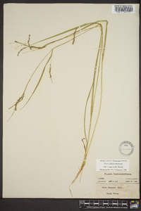 Carex debilis var. rudgei image