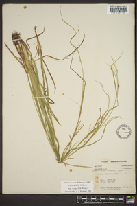 Carex debilis var. rudgei image