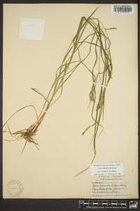 Carex debilis var. rudgei image