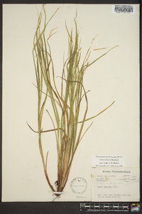 Carex debilis var. rudgei image