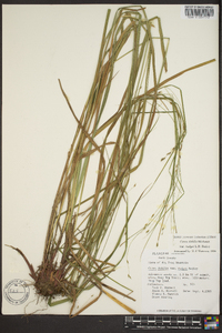 Carex debilis var. rudgei image