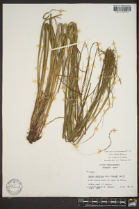 Carex debilis var. rudgei image