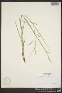 Carex debilis var. rudgei image