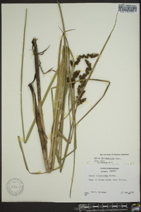 Carex decomposita image