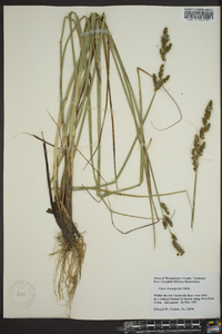 Carex decomposita image