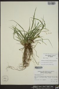 Carex digitalis var. digitalis image