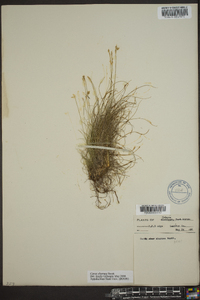 Carex eburnea image