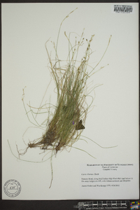 Carex eburnea image