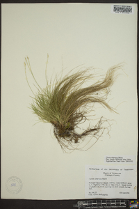 Carex eburnea image