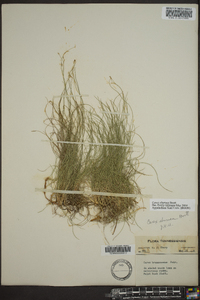 Carex eburnea image