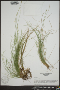 Carex eburnea image