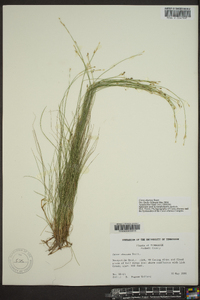 Carex eburnea image