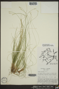 Carex eburnea image