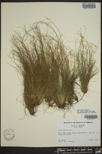 Carex eburnea image