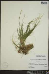 Carex eburnea image