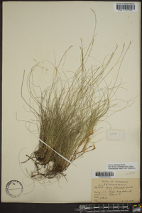 Carex eburnea image