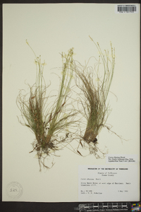 Carex eburnea image