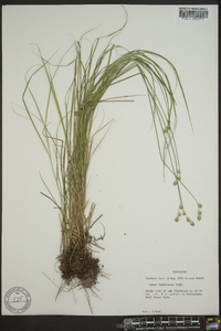 Carex festucacea image