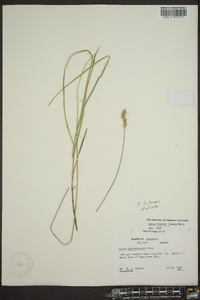 Carex festucacea image