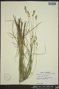 Carex festucacea image