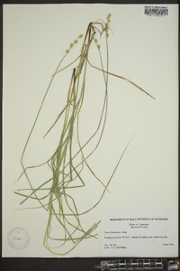 Carex festucacea image