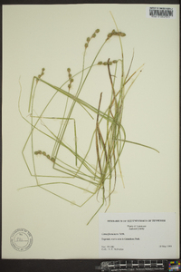 Carex festucacea image