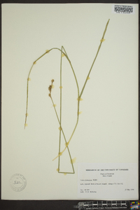 Carex festucacea image