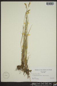 Carex festucacea image