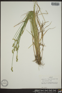 Carex festucacea image